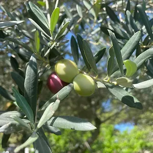  Bed & Breakfast Giardinello Stagnone Sunset